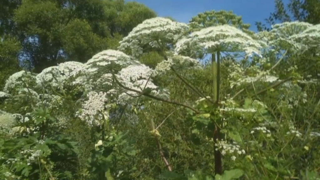 Computer vision will see the hogweed